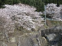 大川内山の桜