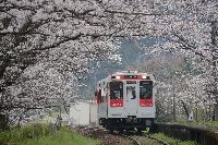 浦ノ崎駅の桜並木