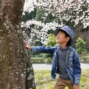 桜の木の下にいる男の子