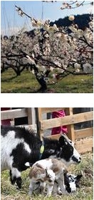 梅の花と親牛と子牛